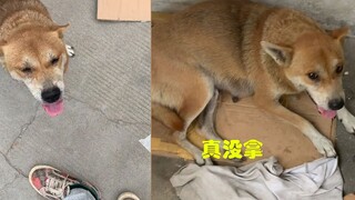 男子被狗妈妈怀疑偷狗宝宝，一直紧跟不放，无奈自证清白