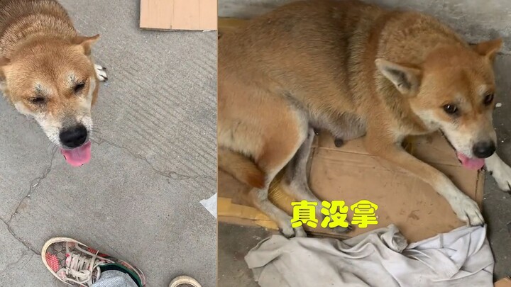 ชายต้องสงสัยขโมยลูกสุนัขจากแม่สุนัข คอยติดตามเธอต่อไป แต่ไม่มีทางเลือกอื่นนอกจากต้องพิสูจน์ความบริสุ