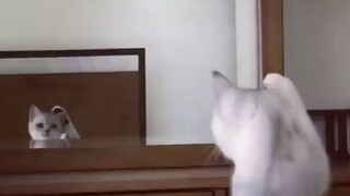Thì... Thì Ra Chúng Ta Có Tai!!