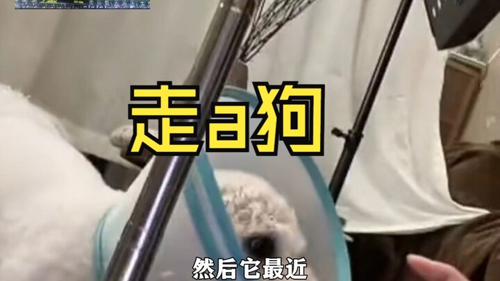 หมาที่เดินได้! รักความสะอาดสุดๆ!