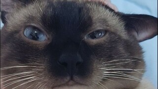 Con mèo này hai mặt