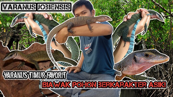 Biawak Peliharaan terfavorit ( Varanus jobiensis )