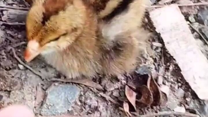 A chick was critically injured after being stepped on. A kind woman performed CPR and successfully s