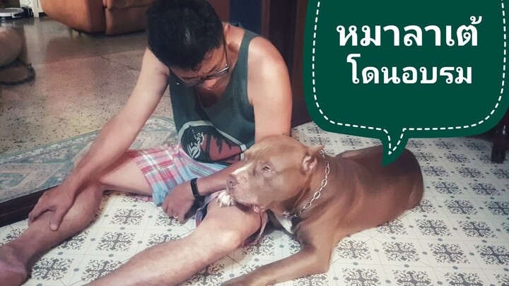 หมาลาเต้โดนอบรม