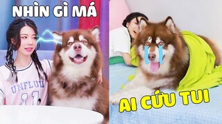 Ngáo Gia Gia | Gia Gia Rơi Nước Mắt Vì Ngày Nào Cũng Bị Mẹ Đem Làm Trò Đùa 🤣 Gâu Đần Official