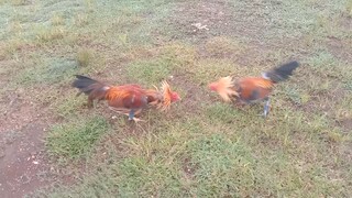 Spar 4 PumpkinHatch na Bulag vs kabyara Bago e tari nag molting pa yong dalawa