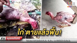 ผงะ! หยุดหายใจแล้วฟื้น ไก่ถูกถอนขนเกลี้ยง แต่ยังลุกเดินได้ | ข่าวอรุณอมรินทร์ | 110264