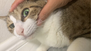 有咩咩怪出现！