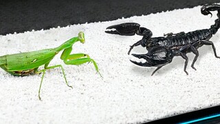 螳螂看到蝎子，奥利给