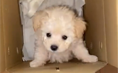 What kind of heavenly little puppy is this?