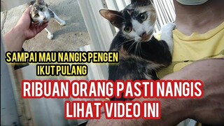 Subhanallah Kucing Liar Ini Ngejar-Ngejar Minta Di Adopsi | Endingnya Malah Bikin Nangis.!