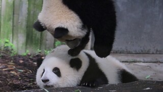 [Gấu trúc Run Yue & He Hua] Muốn giúp trèo xuống không?