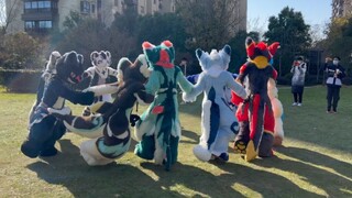 【Furry】冬兽聚毛毛转圈圈