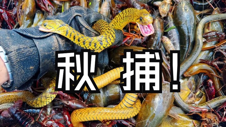 You’ve waited long enough—welcome to the first autumn fishing haul, brimming with a bountiful catch!