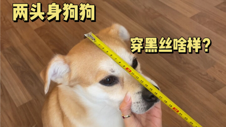 Nuôi chó là để chơi thôi