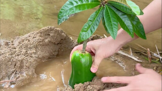 Phương pháp nhân giống cây lê gai bằng giâm cành