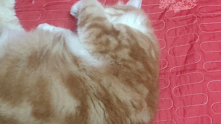 Boboi tidur tutup mata