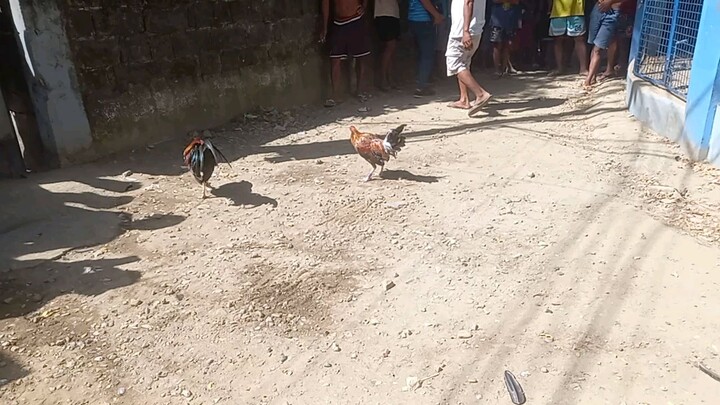 bulik vs pula namin hahaha nanalo nadaw ng wpc yung manok nila na bulik yun tuloy wasak