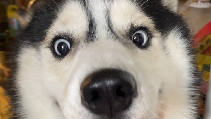 أقترح أن يمتلك كل شخص واحدًا: نظام حماية من السرقة متقدم بـ100 عام. مرحباً بالطلبات!