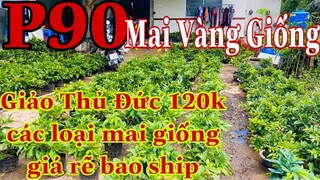 Mai vàng chơi tết p90 | 0706938527 Quế Anh | giảo thủ đức giá 120k - cách loại mai gióng 80k baoship