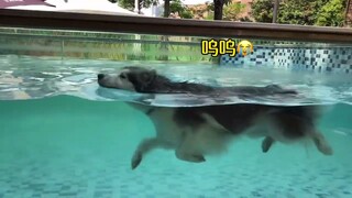Học bơi chó cừng Alaska vào ngày hè 😅🤣.
