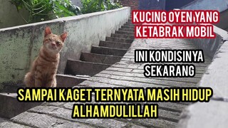 Masya Allah Setelah 7 Hari Menghilang Kucing Oyen Ini Akhirnya Di Temukan Kasihan Jadi Kurusan..!