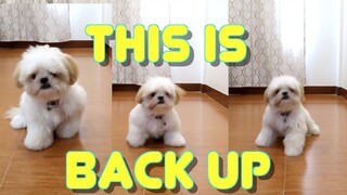 How Far Can Borgy the Shih Tzu Back Up -Testing Puppy's Patience