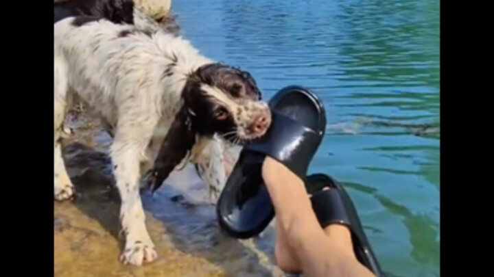 Anjing: Jangan paksa aku menamparmu di saat paling bahagia...