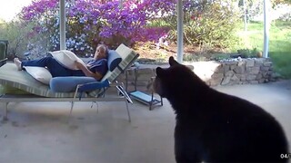 Bear SHOCKS Man | FUNNIEST Animals and Pets Caught on Camera 🤣