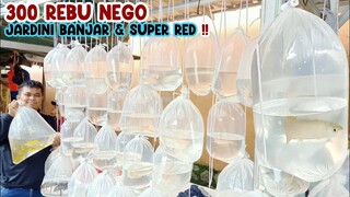 300 REBU NEGO JARDINI BANJAR & SUPER RED‼️UPDATE HARGA ARWANA || PASAR IKAN HIAS PARUNG‼️