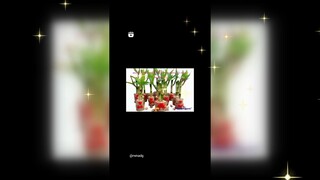 lucky bamboo
