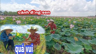 Vợ chồng Tư ra cánh đồng sen bắt ốc quá vui