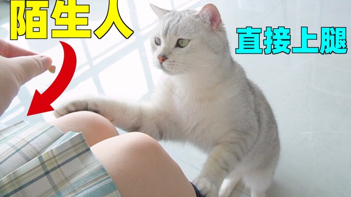 Tamu tak diundang datang, si kucing jantan kecil langsung memanjat ke pangkuan si kakak hanya demi c