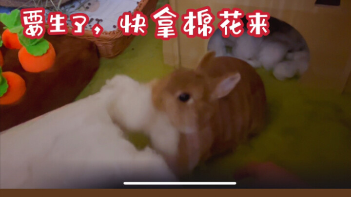 The entire birthing process of a quirky rabbit, with it immediately plucking cotton to build its nes