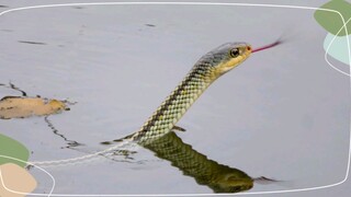 I came across a little water snake; it's kind of cute.