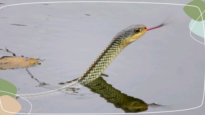 التقيت بأفعى ماء صغيرة، وهي لطيفة بعض الشيء.