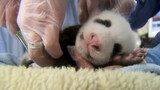 熊猫宝宝体验的时候，是最乖的，随便rua