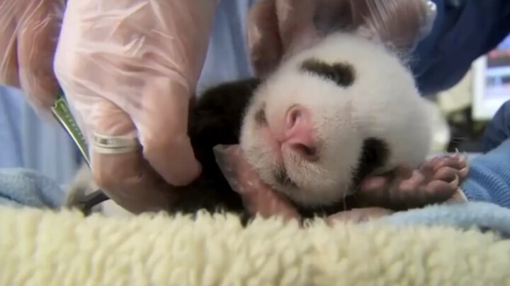 [Animals]Taking care of baby panda|<Wei Wen Hua Ming>