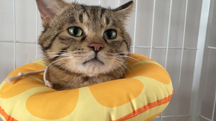 After the kitten was spayed, it couldn’t lick its own paws—so it just closed its eyes and started li