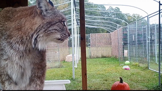 Max Canada Lynx Spy Cam 1