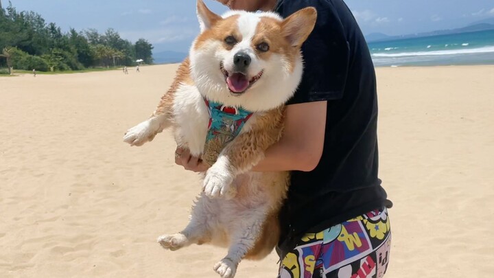 لا تأخذ كلبك إلى الشاطئ للعب أبدًا، فهذا مرهق جدًا!