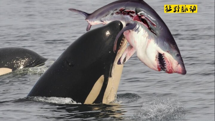 Killer Whale's Big Pocket