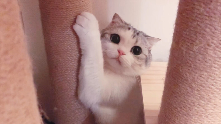 As soon as the owner pulls out the cat carrier, the kitty freaks out, thinking it’s headed to the ve