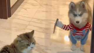 Chú chó bỗng nhiên tỏa ra sát khí