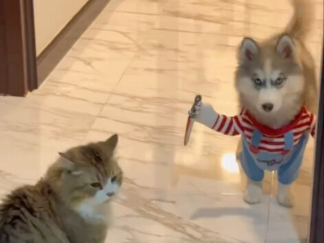 狗狗突然有了杀气