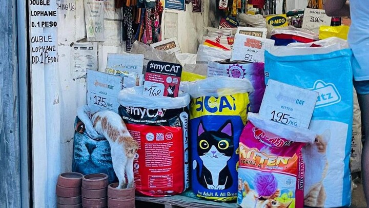 Funny Cat Stealing Food