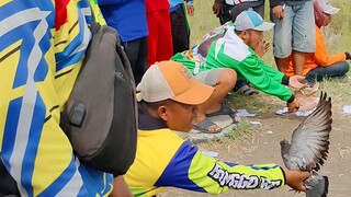 Lomba Merpati Balap