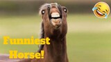 💥Funniest Horse Viral Weekly LOL😂🙃💥 of 2019| Funny Animal Videos💥👌