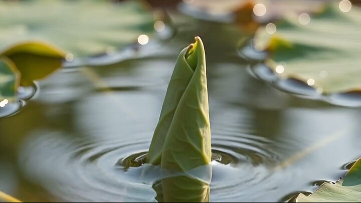 Lotus Bloom Time-Lapse 🌸 | AI Macro Garden #shorts  #gardentransformation #aivideo #garden