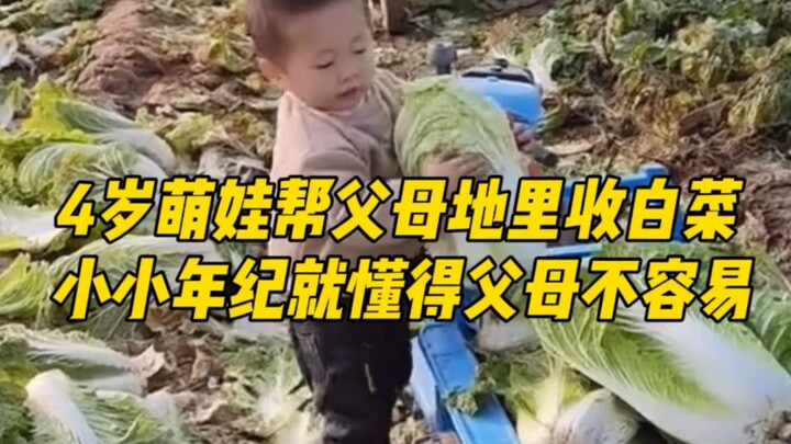 Bé con 4 tuổi giúp bố mẹ thu hoạch cải bẹ trong vườn, mới tí tuổi đã hiểu được nỗi vất vả của cha mẹ